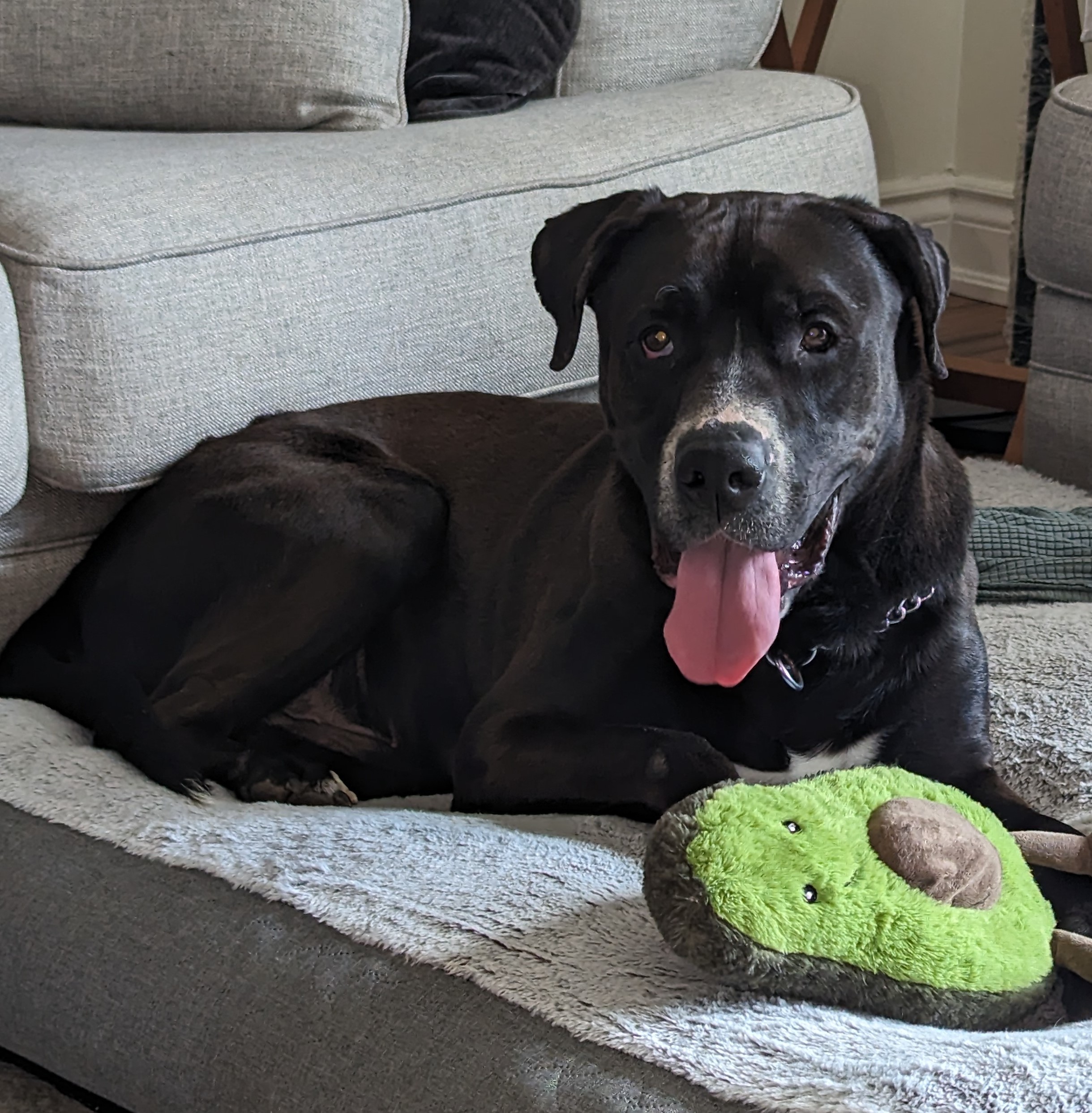 Tanner, an adoptable Mixed Breed in Mississauga, ON, L5C 2M1 | Photo Image 4