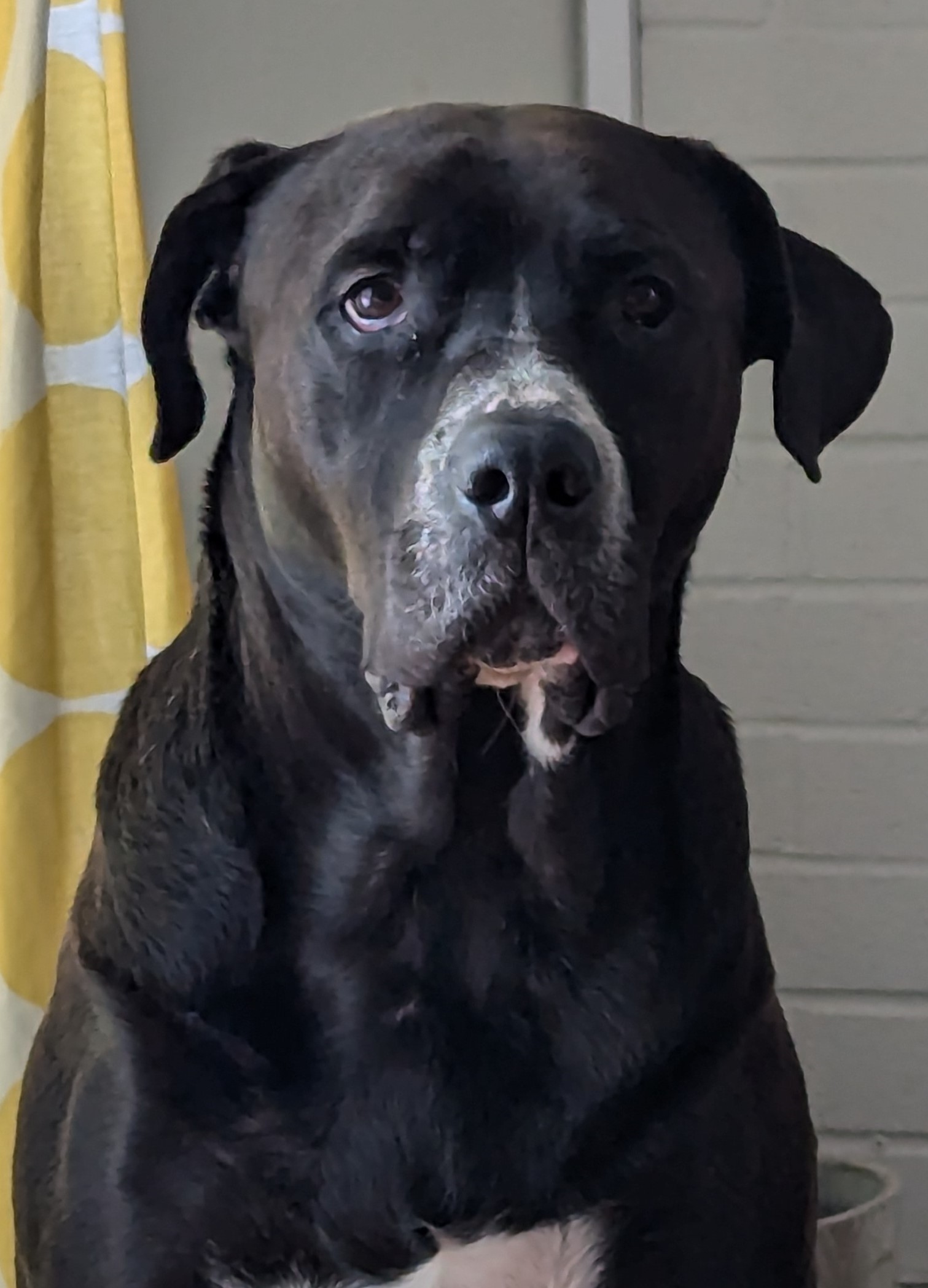 Tanner, an adoptable Mixed Breed in Mississauga, ON, L5C 2M1 | Photo Image 5