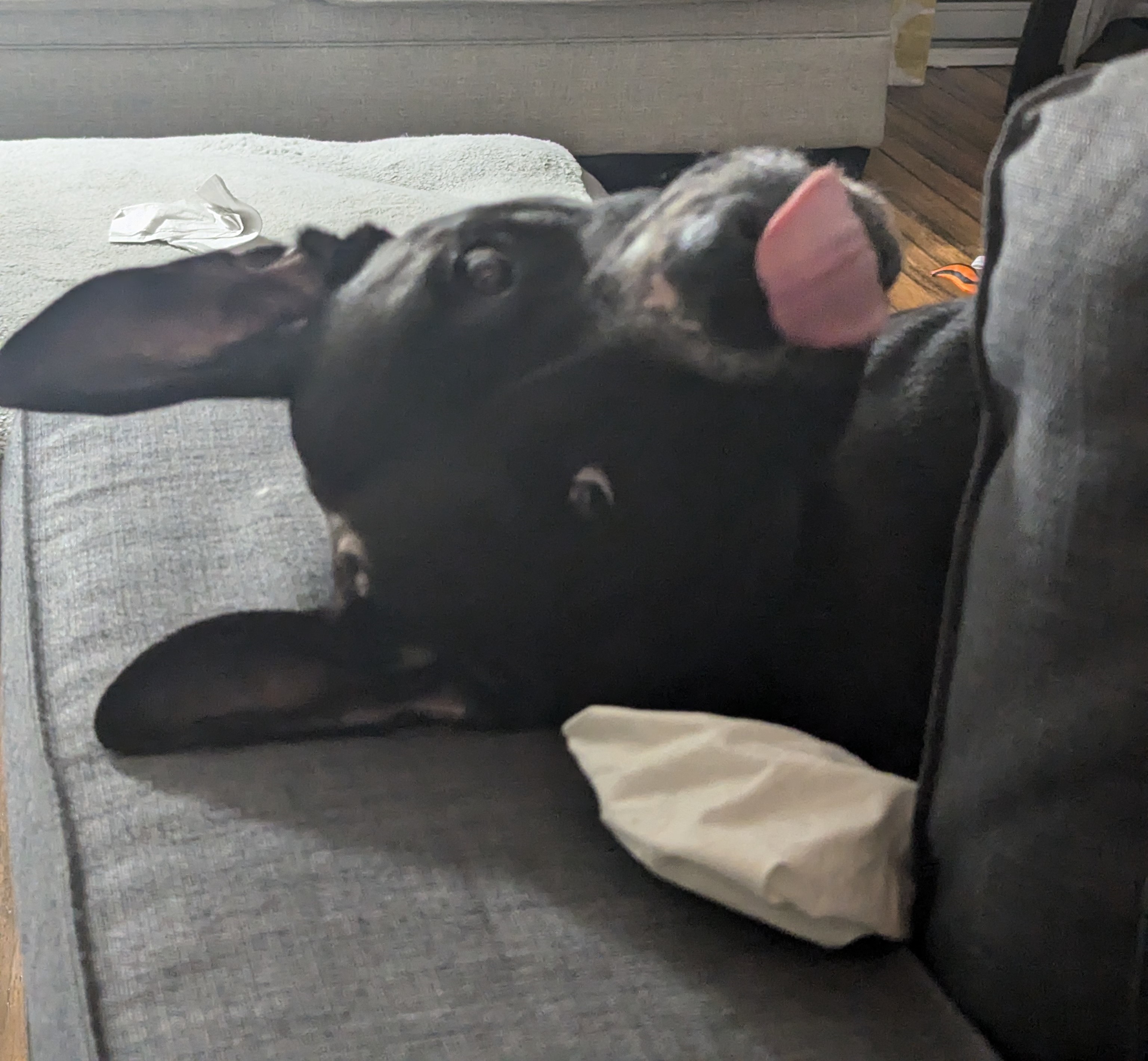 Tanner, an adoptable Mixed Breed in Mississauga, ON, L5C 2M1 | Photo Image 6