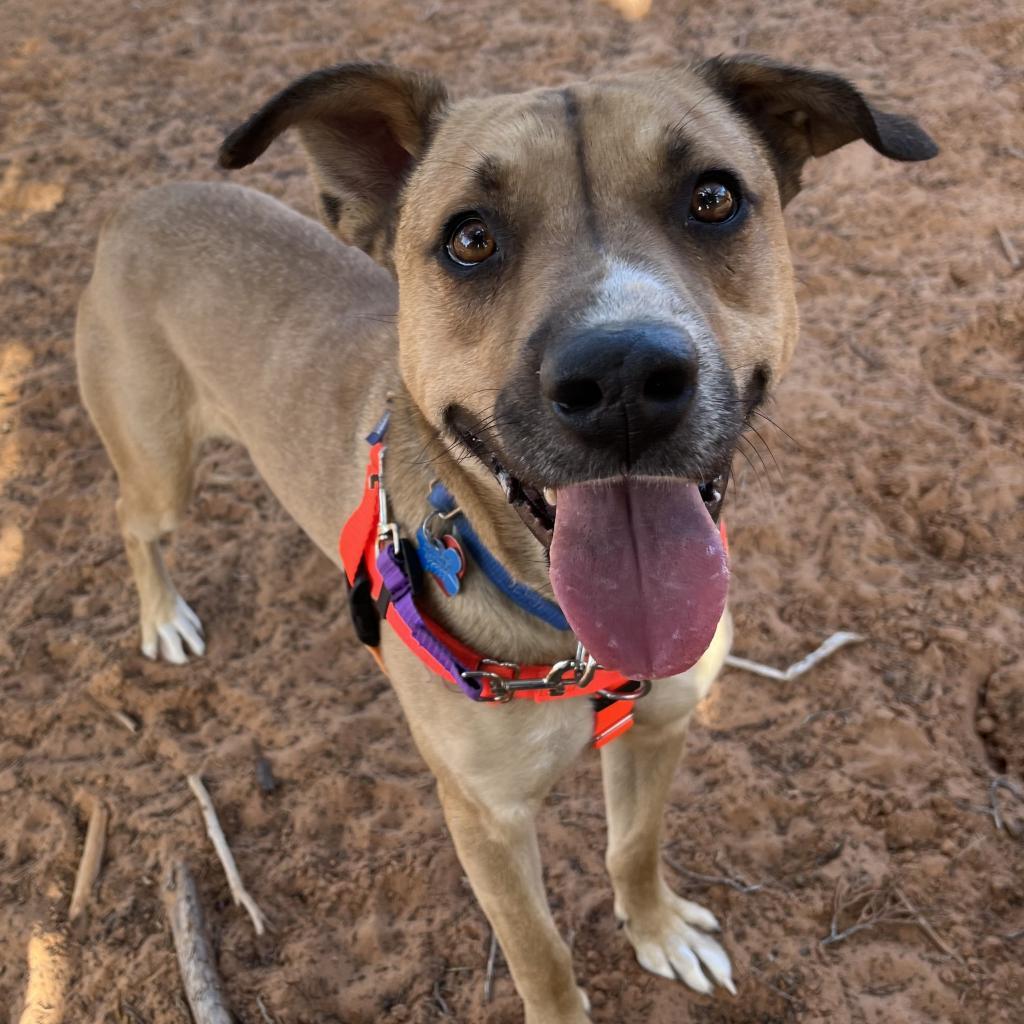 Joel, an adoptable Shepherd, Labrador Retriever in Kanab, UT, 84741 | Photo Image 1