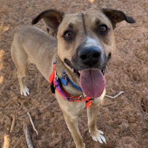 Joel, Adult Male Shepherd