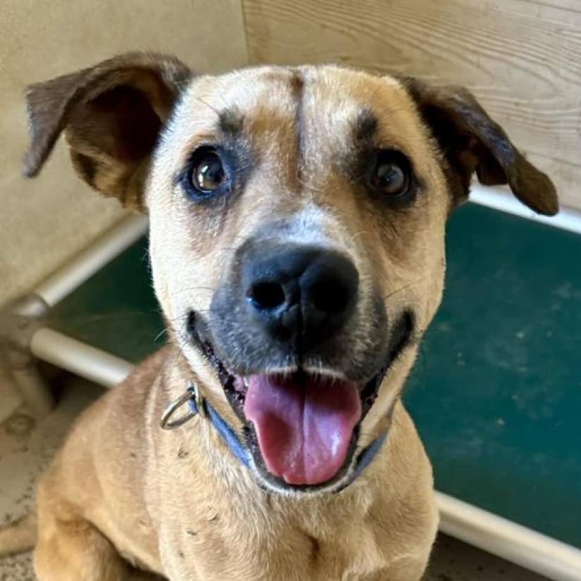 Joel, an adoptable Shepherd, Labrador Retriever in Kanab, UT, 84741 | Photo Image 2