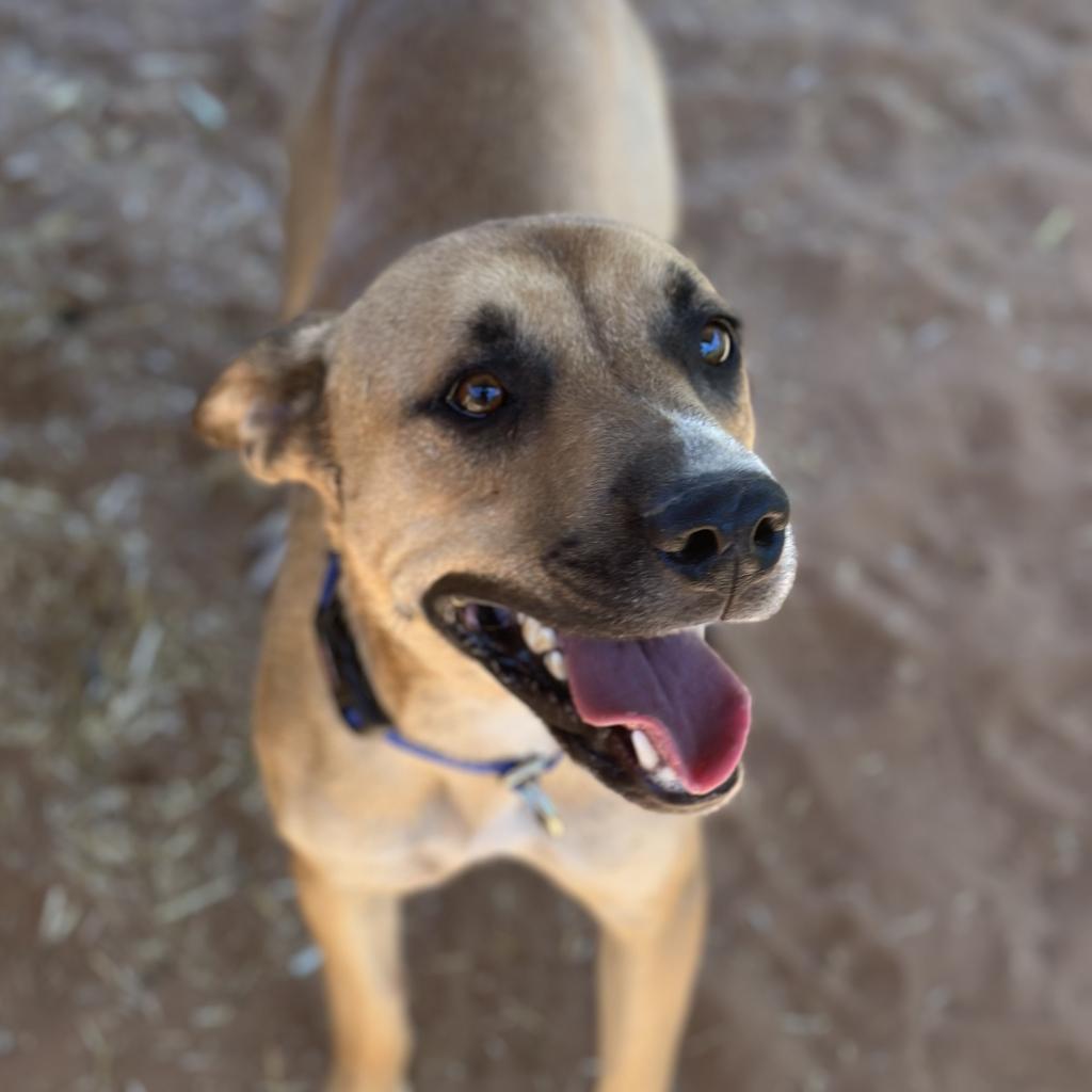 Joel, an adoptable Shepherd, Labrador Retriever in Kanab, UT, 84741 | Photo Image 3