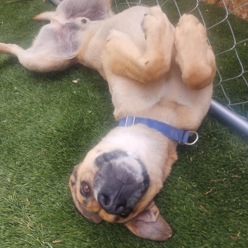 Joel, an adoptable Shepherd, Labrador Retriever in Kanab, UT, 84741 | Photo Image 5