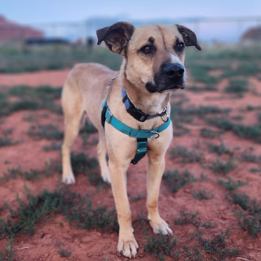 Joel, an adoptable Shepherd, Labrador Retriever in Kanab, UT, 84741 | Photo Image 5