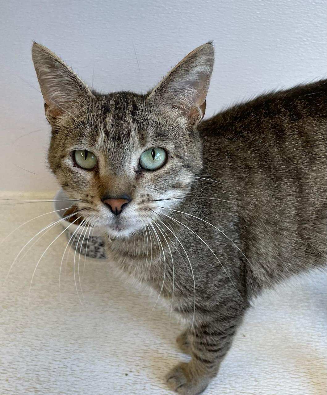 Olive (Goofy and Playful) - $70, an adoptable Domestic Short Hair in Emmett, ID, 83617 | Photo Image 1