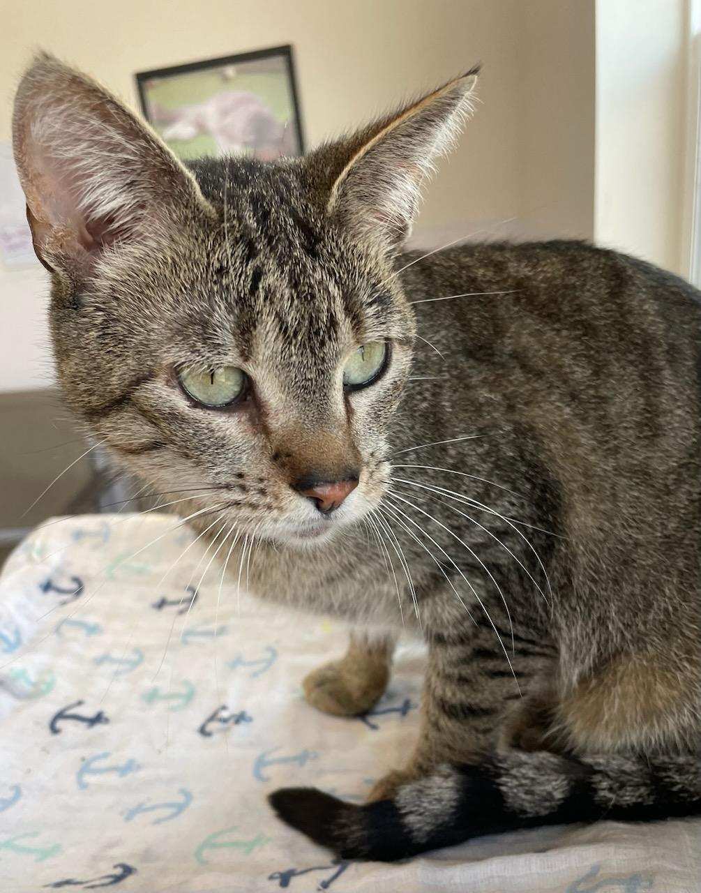 Olive (Goofy and Playful) - $70, an adoptable Domestic Short Hair in Emmett, ID, 83617 | Photo Image 3