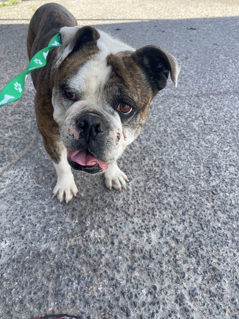 Maxie, an adoptable English Bulldog in El Paso, TX, 79938 | Photo Image 1