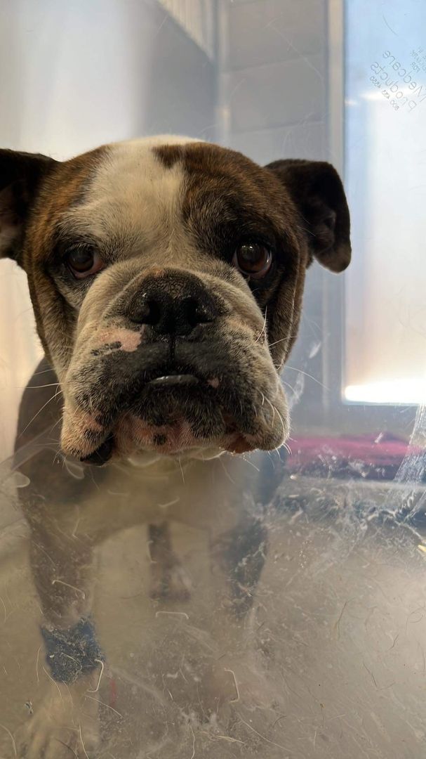 Maxie, an adoptable English Bulldog in El Paso, TX, 79938 | Photo Image 2