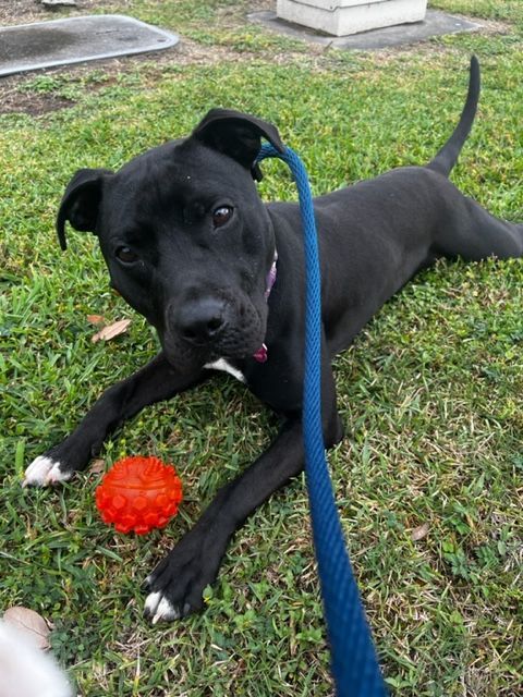 Midnight, an adoptable American Staffordshire Terrier Mix in Houston, TX_image-1