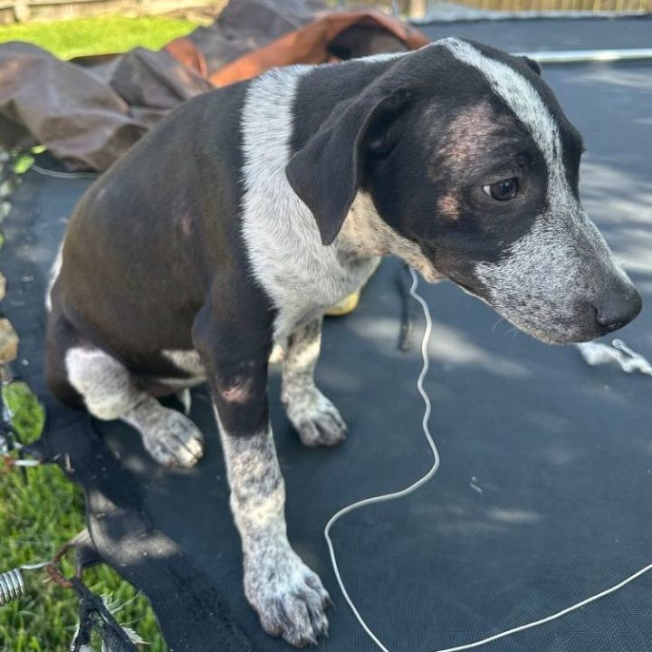 Miki, an adoptable Cattle Dog & Labrador Retriever Mix in Houston, TX_image-1