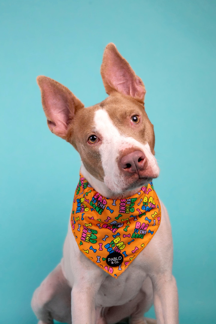 Parker, an adoptable Staffordshire Bull Terrier Mix in Houston, TX_image-1