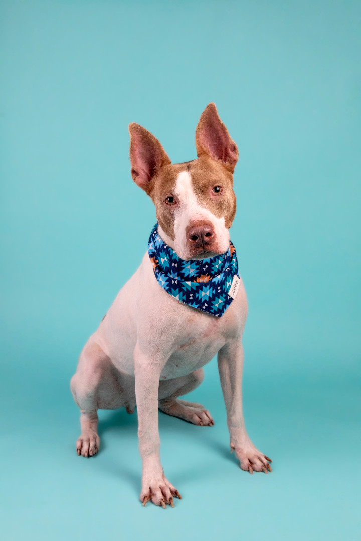 Parker, an adoptable Staffordshire Bull Terrier Mix in Houston, TX_image-2