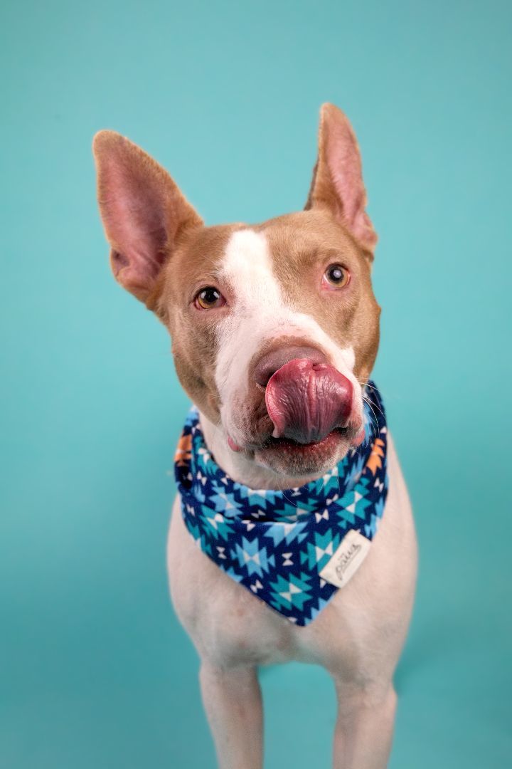 Parker, an adoptable Staffordshire Bull Terrier Mix in Houston, TX_image-4