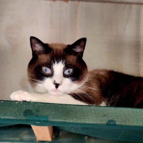 Pugsley, an adoptable Siamese, Snowshoe in Hopkins, SC, 29061 | Photo Image 2