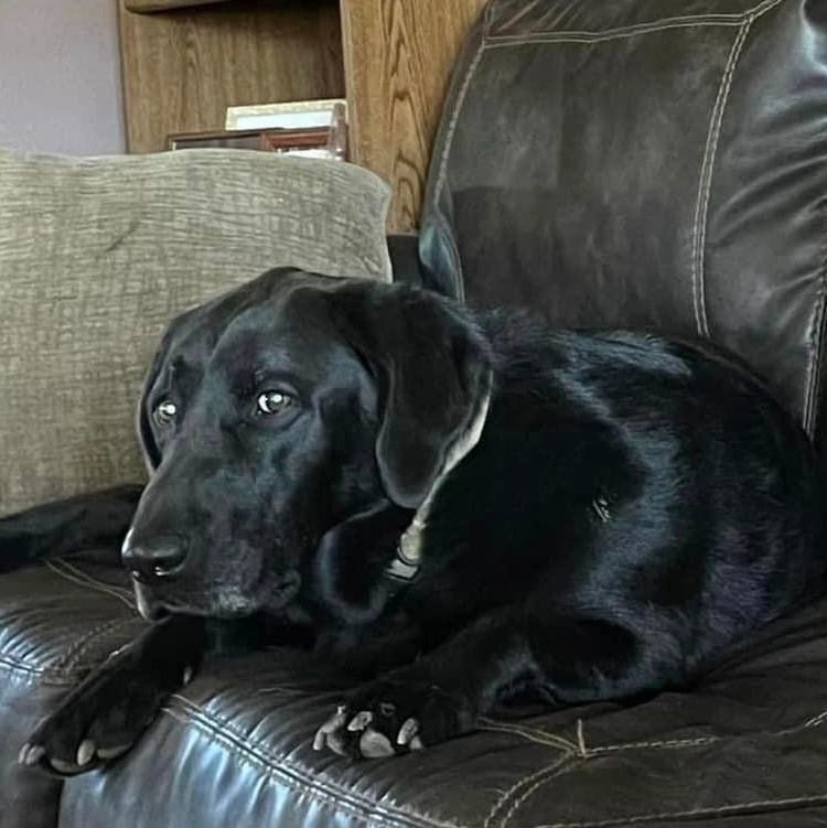 Jax, an adoptable Black Labrador Retriever in Heuvelton, NY, 13654 | Photo Image 1
