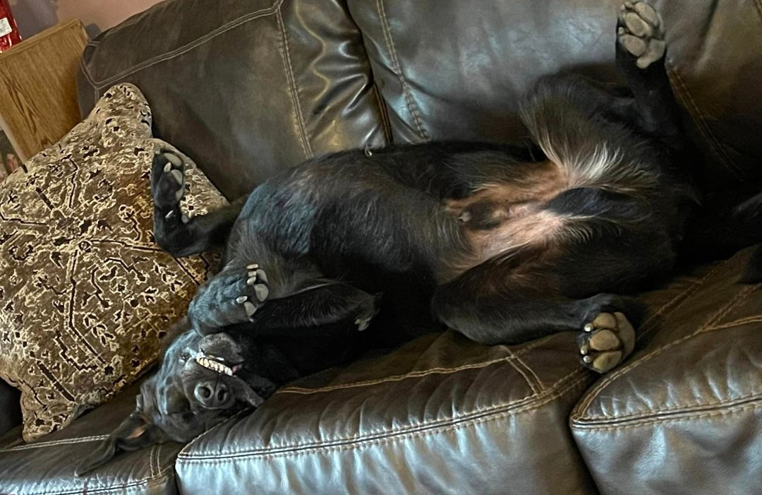Jax, an adoptable Black Labrador Retriever in Heuvelton, NY, 13654 | Photo Image 3