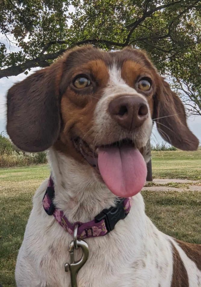 Louise (Adoption Fee Sponsored!)