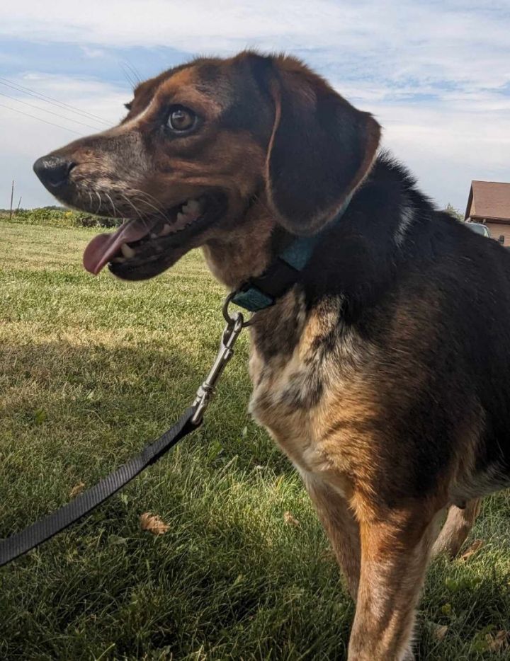 Thelma (Adoption Fee Sponsored!) 3