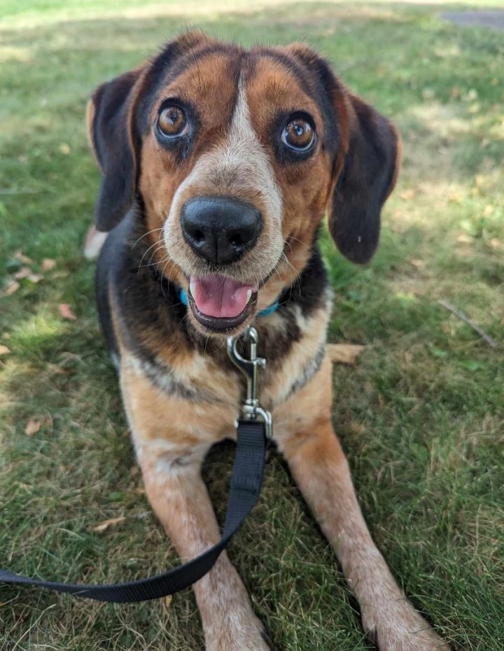 Thelma (Adoption Fee Sponsored!), an adopted Beagle Mix in Neillsville, WI_image-1