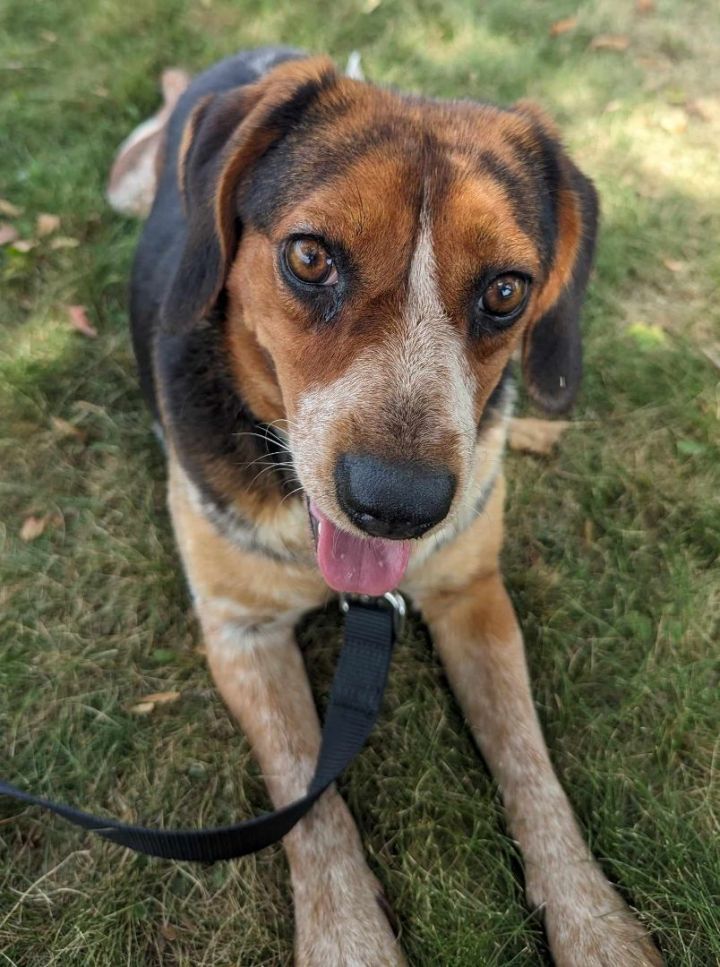 Thelma (Adoption Fee Sponsored!), an adopted Beagle Mix in Neillsville, WI_image-4