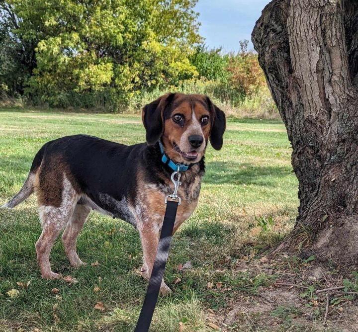Thelma (Adoption Fee Sponsored!), an adopted Beagle Mix in Neillsville, WI_image-6