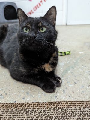 Shadowcat