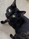 Shadowcat