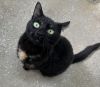 Shadowcat