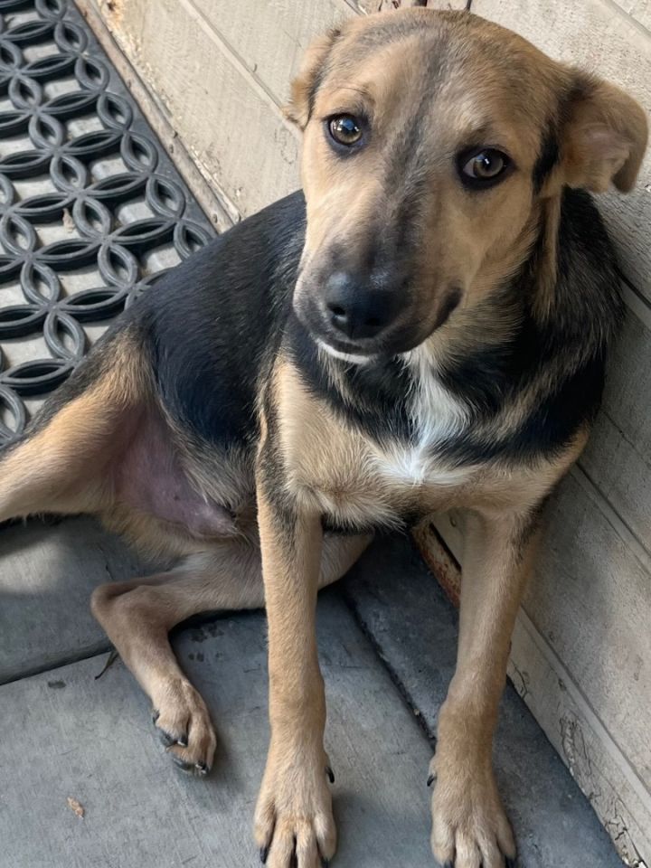 Sheltie shepherd sale mix dog