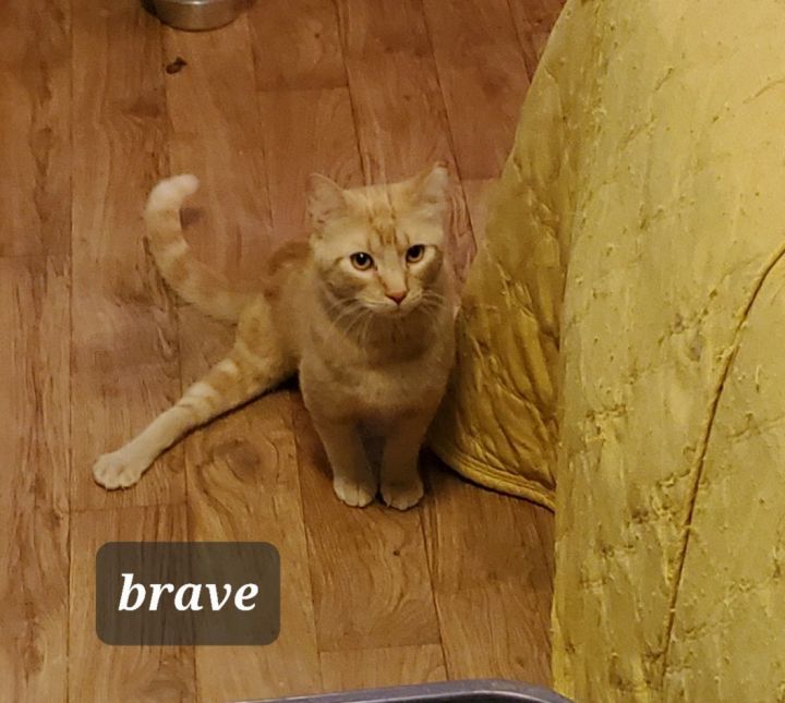 Brave, an adoptable Domestic Short Hair in St. Cloud, MN_image-1