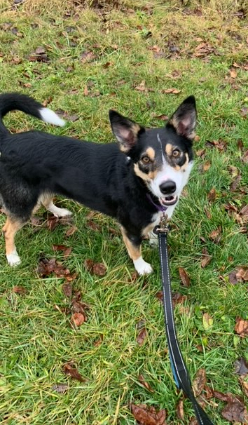 Bella - Courtesy Post