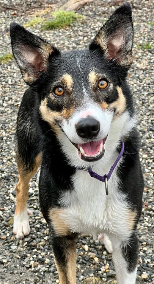 Bella - Courtesy Post