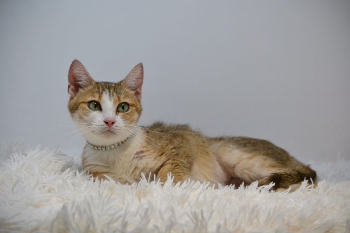Frisky, an adoptable Domestic Short Hair in Sevierville, TN_image-2