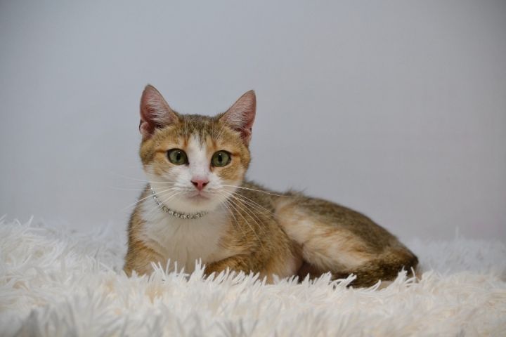 Frisky, an adoptable Domestic Short Hair in Sevierville, TN_image-3
