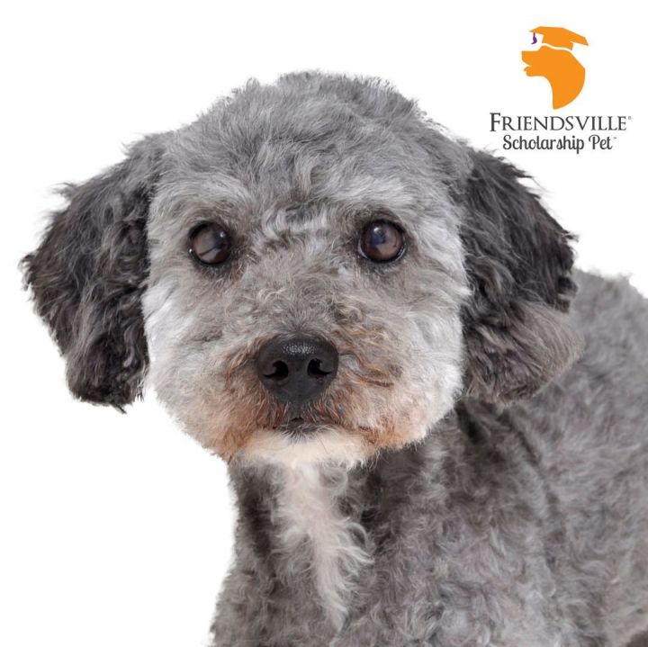 Penny, an adoptable Miniature Poodle & Labradoodle Mix in Friendsville, TN_image-1