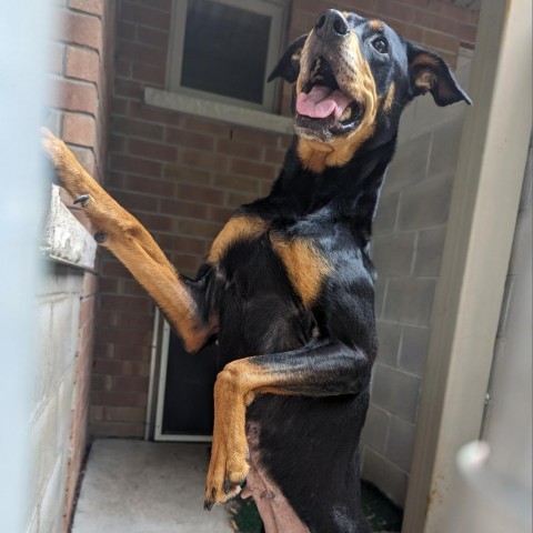 Dog for adoption Macy a Rottweiler Hound Mix in Burlington