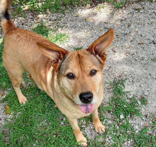 Alta, an adoptable Cattle Dog in Cabool, MO, 65689 | Photo Image 1