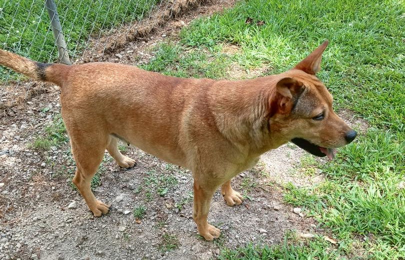 Alta, an adoptable Cattle Dog in Cabool, MO, 65689 | Photo Image 2