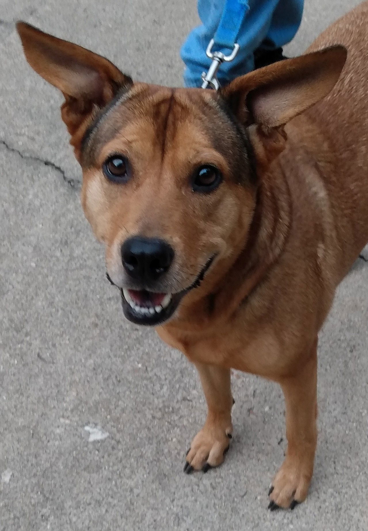 Alta, an adoptable Cattle Dog in Cabool, MO, 65689 | Photo Image 3