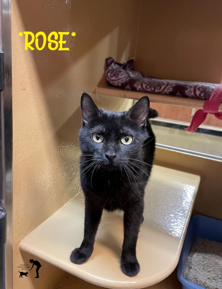 Rose, an adoptable Domestic Short Hair in Centerville, UT_image-1