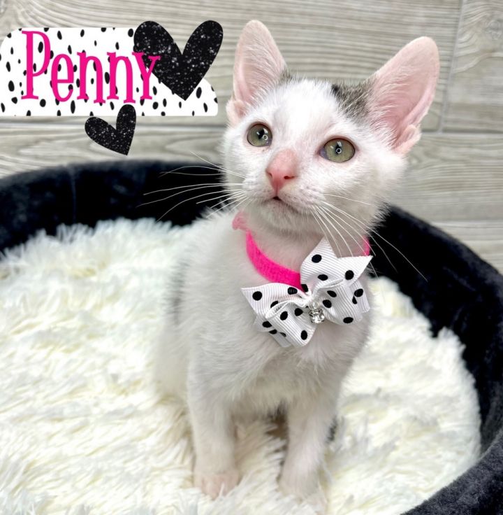 Penny, an adoptable Domestic Short Hair in Fort Lauderdale, FL_image-1