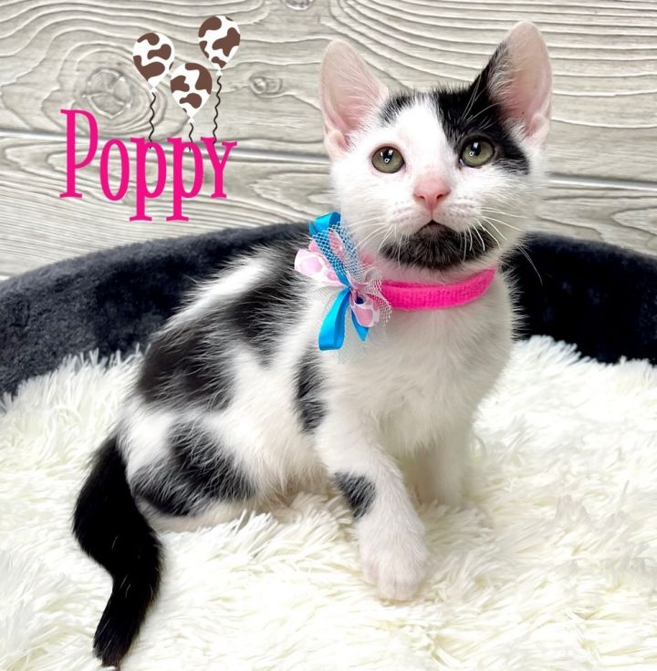 Poppy, an adoptable Domestic Short Hair in Fort Lauderdale, FL_image-1