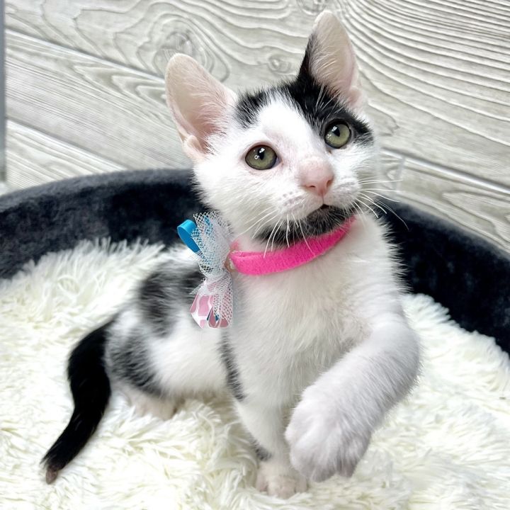 Poppy, an adoptable Domestic Short Hair in Fort Lauderdale, FL_image-3