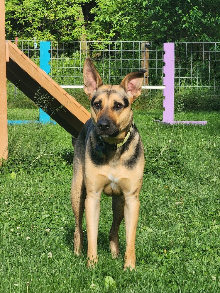 Duffer Stranger, an adoptable German Shepherd Dog, Husky in Waunakee, WI, 53597 | Photo Image 1