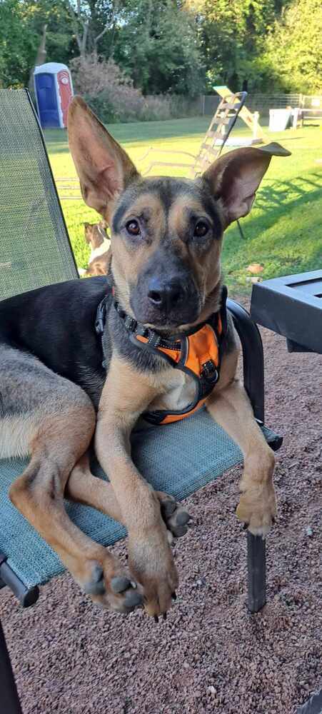 Duffer Stranger, an adoptable German Shepherd Dog, Husky in Waunakee, WI, 53597 | Photo Image 5