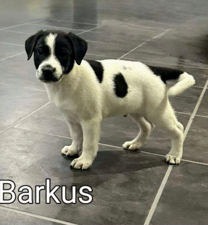 Barkus puppy