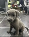 Male Puppies (in foster)