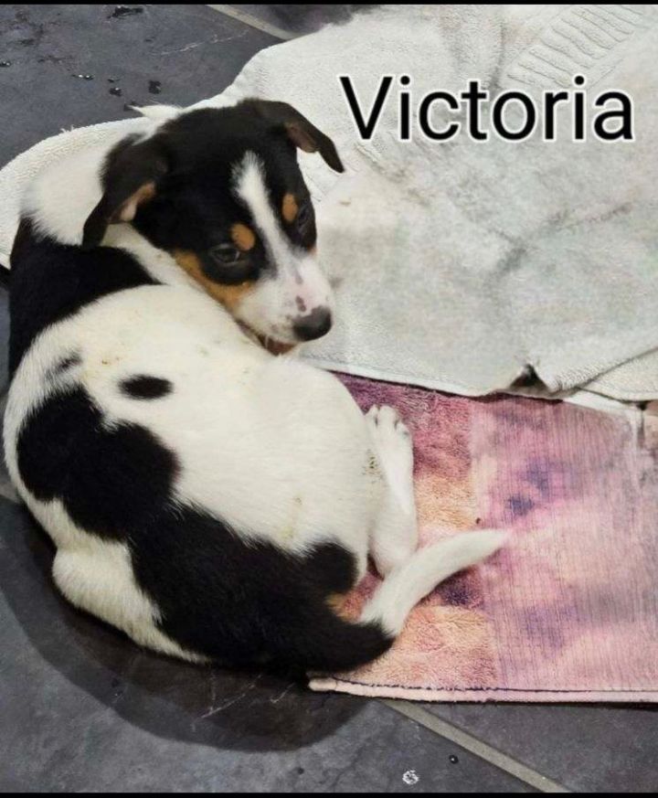 Victoria (in foster), an adoptable Mixed Breed in Lacon, IL_image-1