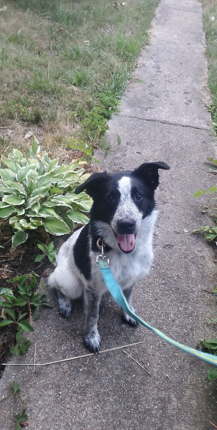 Border Collie - Sidewalk Dog